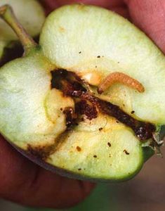 carpocapse-larve-pomme
