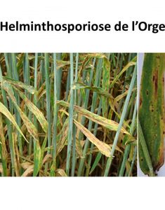 helminthosporiose de l&rsquo;orge
