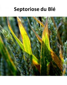 septoriose du blé