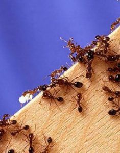 lutte contre fourmis