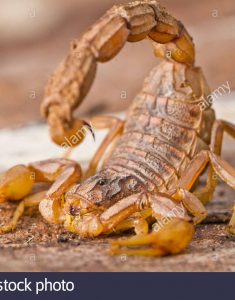 nahaufnahme-detail-von-einem-buthus-skorpion-scorpio-occitanus-d3dfhx